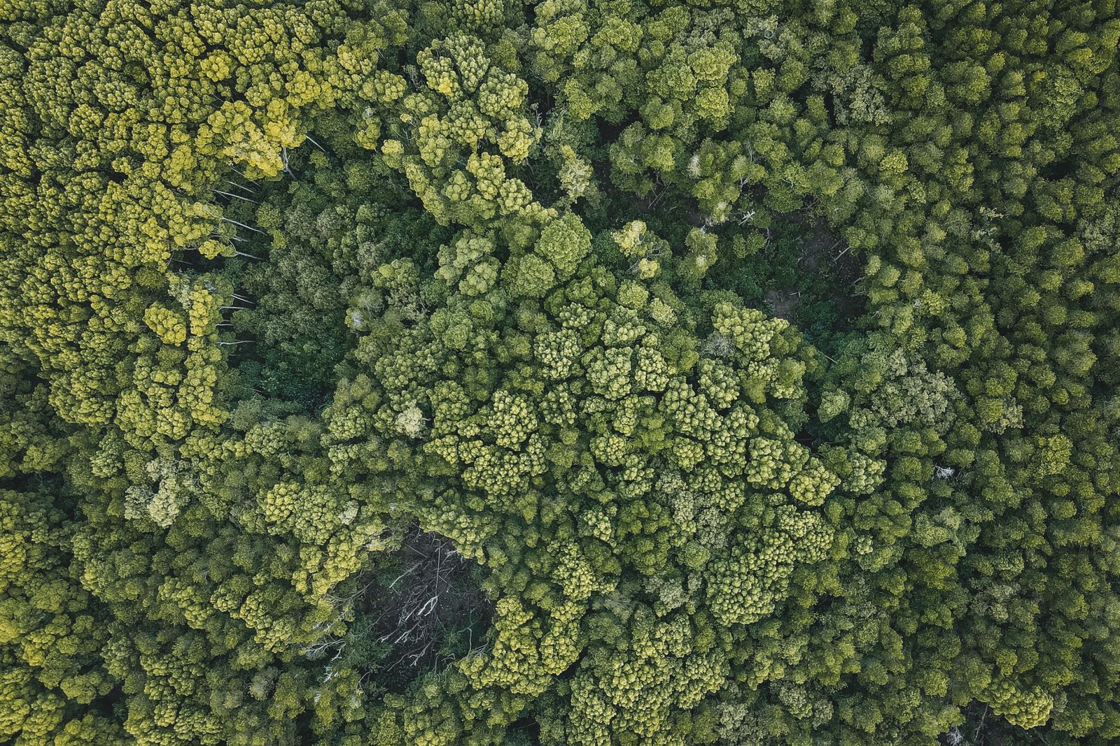 Green forest canopy from above