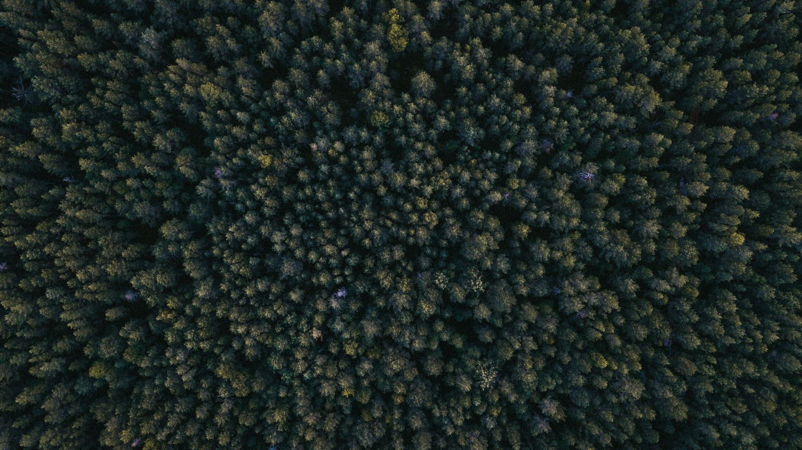 Aerial view of a dense forest canopy