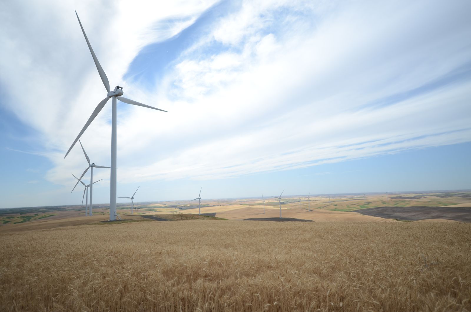 Wind turbines above a wheat field